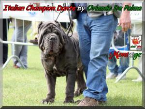 Italian Champion Dante by Orlando De Palma