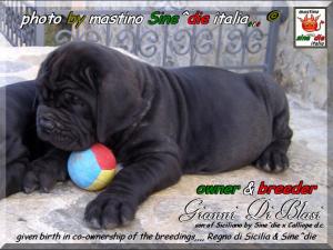 given birth in co-ownership of the breedings,,,, Regno di Sicilia & Sine^die,,,,