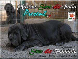 Sine^die Flaminia pregnant,