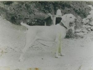 mastino bianco anni 70
