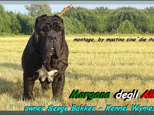 Morgana degli Alleri owner Serge Bakker - Kennel Wymeswold
