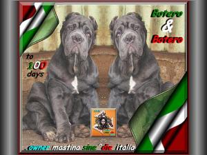 Botero owner mastino sine^die italia