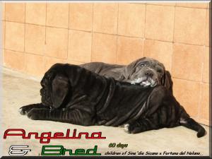 Angelina & Bred,,,