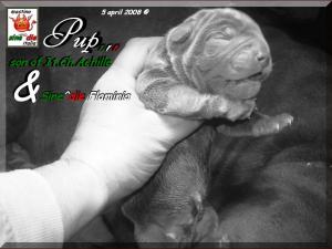 Cuccioli   Achille by Di Blasi x Sine^ die Flamninia,,, 5 aprile 2008,,,