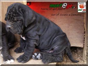 Cuccioli Sine^die Demonia x Sicano Palermo 2 Aprile 2008,,
