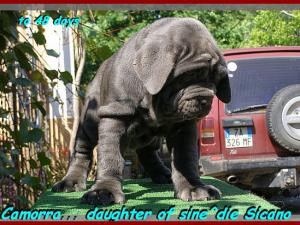 by sine^die Camorra daughter of sine^die Sicano.... 0374