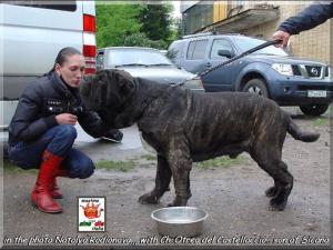 Ch. Otreo del Castellaccio son of Sicano