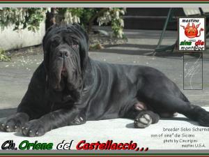 Ch. Orione del Castellaccio,,, son of sine^die Sicano,,, 800 pixsel