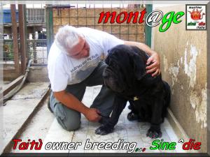 Taitu,,, owner mastino sine^die italia,,,