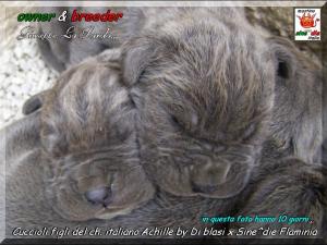 Cuccioli  Achille italian champion  by Di Blasi x Sine^ die Flamninia,,, 17 aprile 2008,