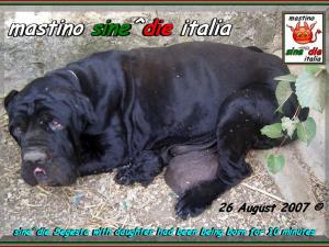 cuccioli di Sine^die Segesta x Siciliano,,,26 agosto 2007