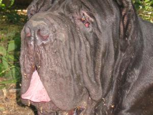 Guaglione by Zambrano Roberto - 1