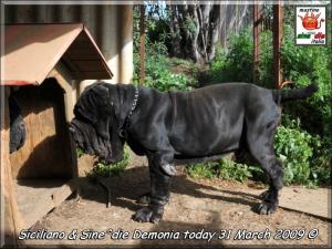 Siciliano & Demonia 31 Marzo 2009