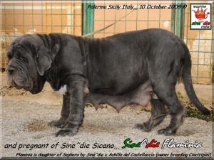 Sine^die Flaminia pregnant