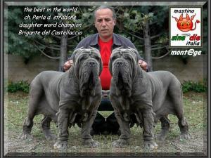 champion Perla dsv daugter of campion Brigante del Castellaccio,, bis