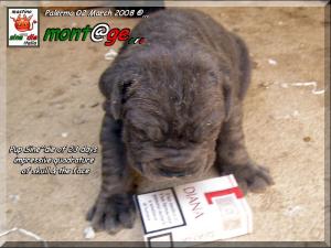 Cuccioli di Demonia & Sicano Sine^die,,, Palermo 02 March 2008,,,