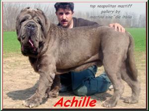 Achille 16 xox