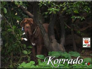 Korrado 13 months 31 October 2009