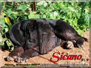 Sine^die Sicano,,, 01 December 2008,,