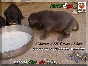 Cuccioli di Demonia & Sicano Sine^die,,, Palermo 01 March 2008