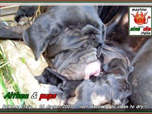 Cuccioli di Althea x Siciliano 16 Agosto 2007,,, oxo