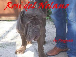 Rosi del nolano by Giuseppe Angelino -2