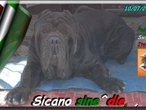 Sicano sine^die,,, breeder & owner Giuseppe La Parrola Palermo Sicily Italy,,,