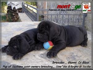 Cuccioli Regno di Sicilia x Sine^die,,,
