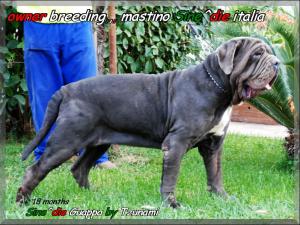Sine^die Guappa by Tzunami,,, 18 months,,,