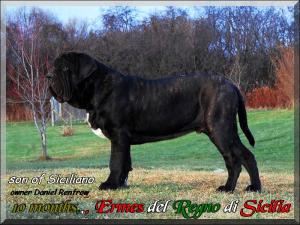 Ermes del Regno di Sicilia,, son of Siciliano by Sine^die,, 10 months