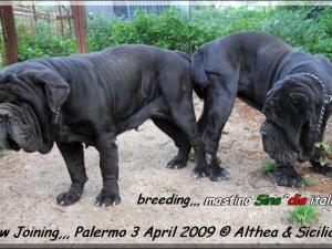 Joining,,, Althea x Siciliano 3 Aprile 2009