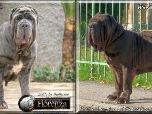 Sine^die said Lola,,, with his brother Ch.Achille del Regno di Sicilia