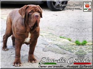 Sine^die Osiride,,, 24 January 2010
