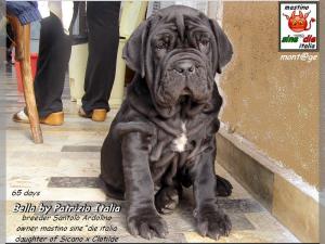 Bella by Patrizio Italia owner mastinosine^die italia.