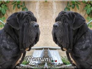 Romano by Pietro Anello 20 months,,