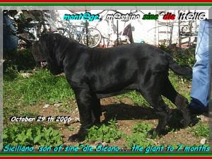 Siciliano son of sine^die Sicano,,, to 7 months