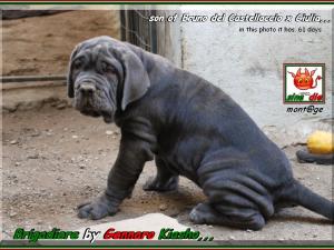 Brigadiere by Gennaro kiasho,,,