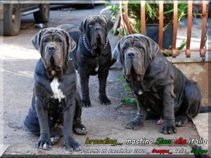 Guappa,,, Bella,,, Guappo,,, owner breeding,,, mastino Sine^die italia