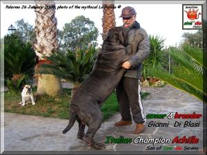 Ch.It. Achille owner & breder,,, Gianni  Di Blasi,,, son of Sine^die Sicano,oxo,,,