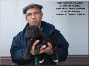 Cuccioli maschi figli di Siciliano by Sine^die,,, di 30 giorni con Ferrante