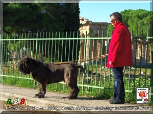 ATIMANA 2008,,, It. Ch. Achille del Regno di Sicilia,,, son of Sine^die Sicano