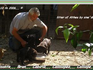 Cucciolata Althea by sine^die x Priamo del Castellaccio... 0438