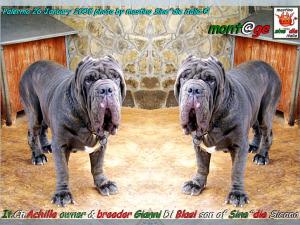 Ch.It. Achille owner & breder,,, Gianni  Di Blasi,,, son of SinE^die Sicano,,,,