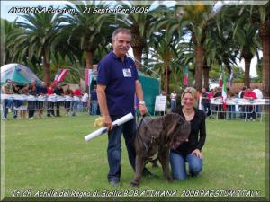 ATIMANA 2008 BOB It. Ch. Achille del Regno di Sicilia