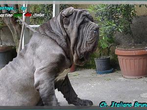 Ch Italiano Bruno by Enrico Sorrentino  xoxo