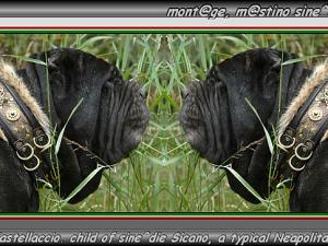 Ch. Orione del Castellaccio,,, a typical collar