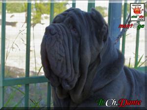 Italian Champion Dante by De Palma,