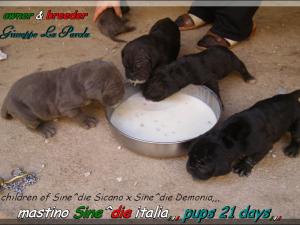 Cuccioli di Demonia & Sicano Sine^die,,, Palermo 01 March 2008,