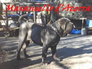 Masaniello d Acerra by Michele d Inverno -