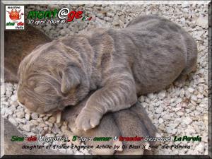 Cuccioli  Achille italian champion  by Di Blasi x Sine^ die Flamninia,,, 10 aprile 2008